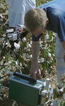 Determination of photosynthesis in cotton plants